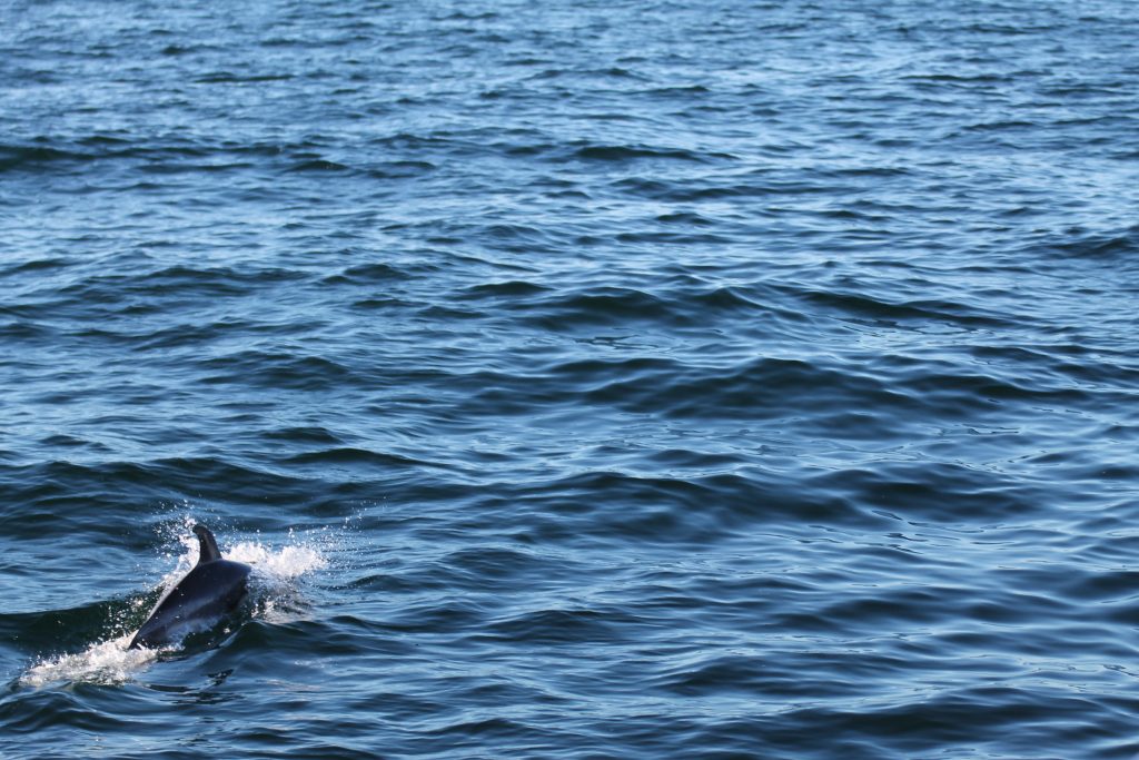 Delfiner svømmer med