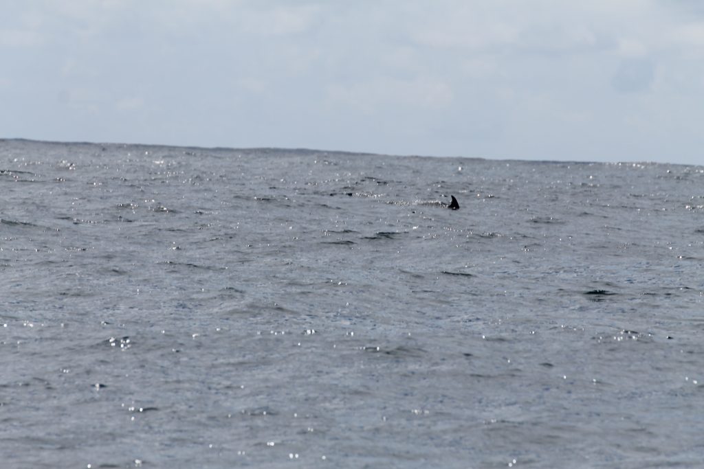 Første delfin på turen