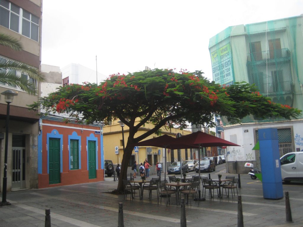 Flamboyant træ i Las Palmas