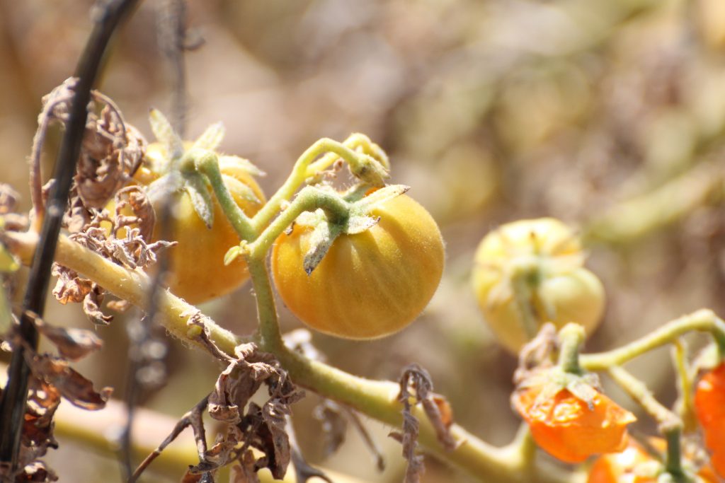 Vilde tomater i Salvagem Naturreservat