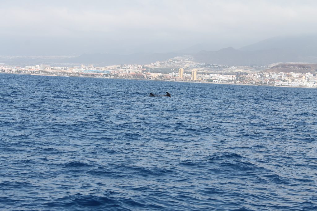 Hvaler ved Tenerife