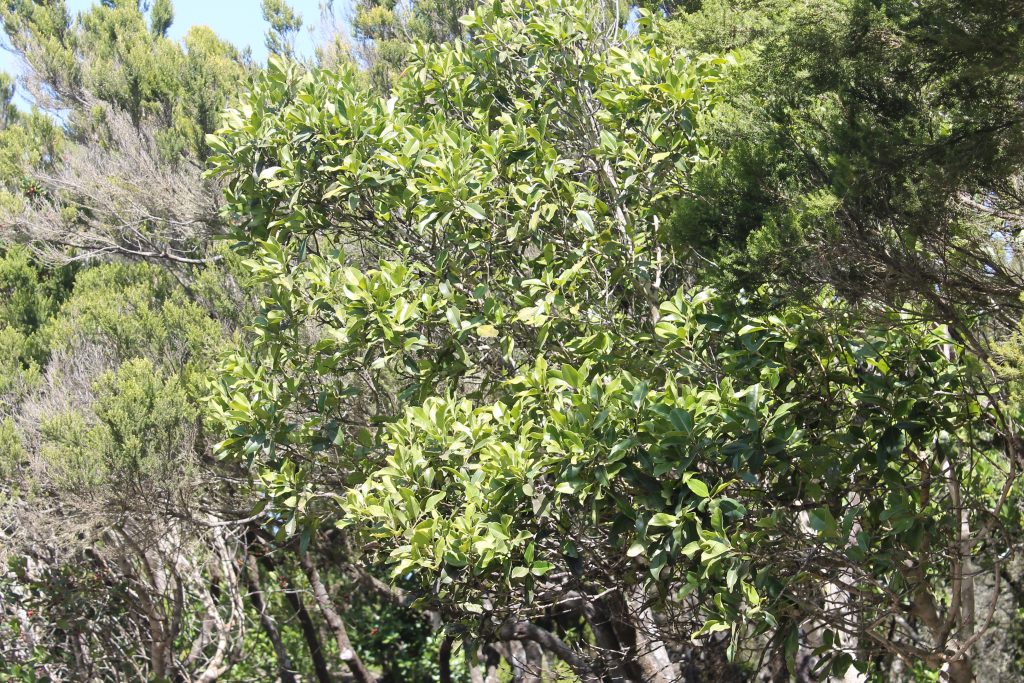 Laurbærtræer på La Gomera
