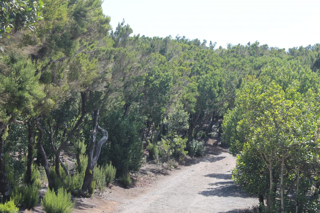 Laurbærtræer på La Gomera