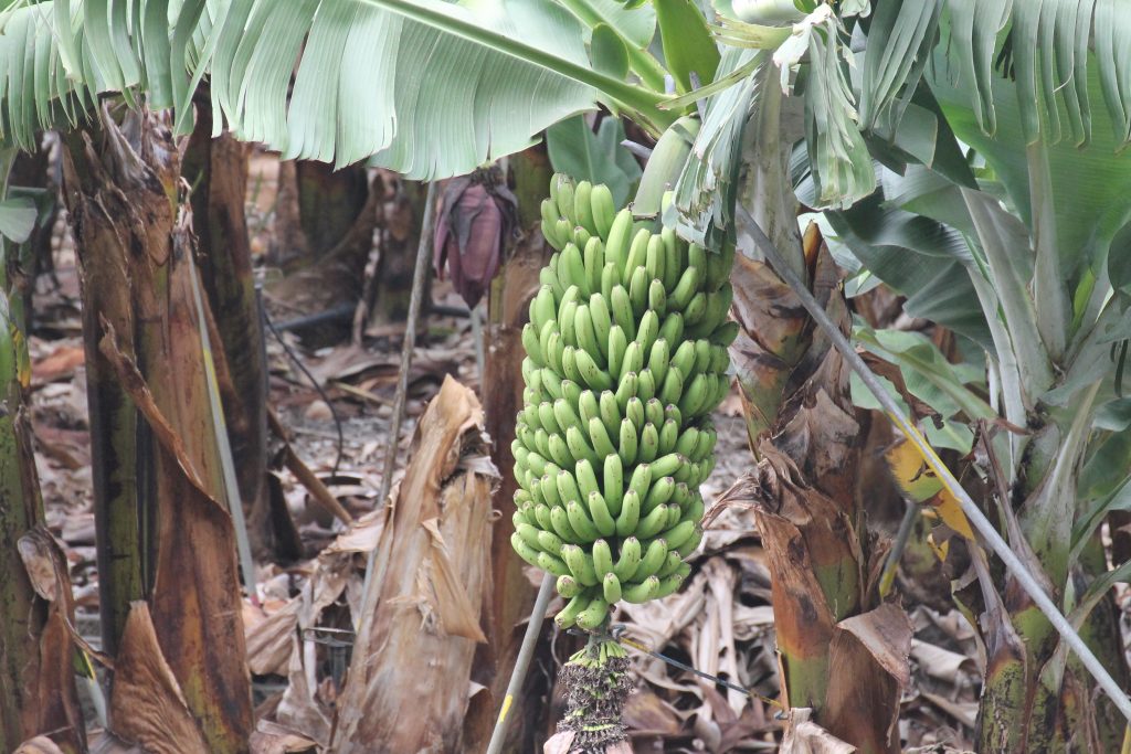 Bananplantager på La Palma