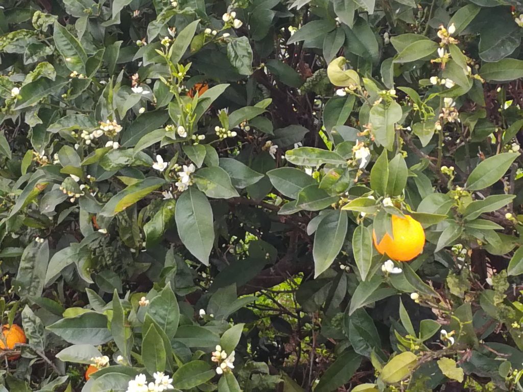 Appelsintræ 