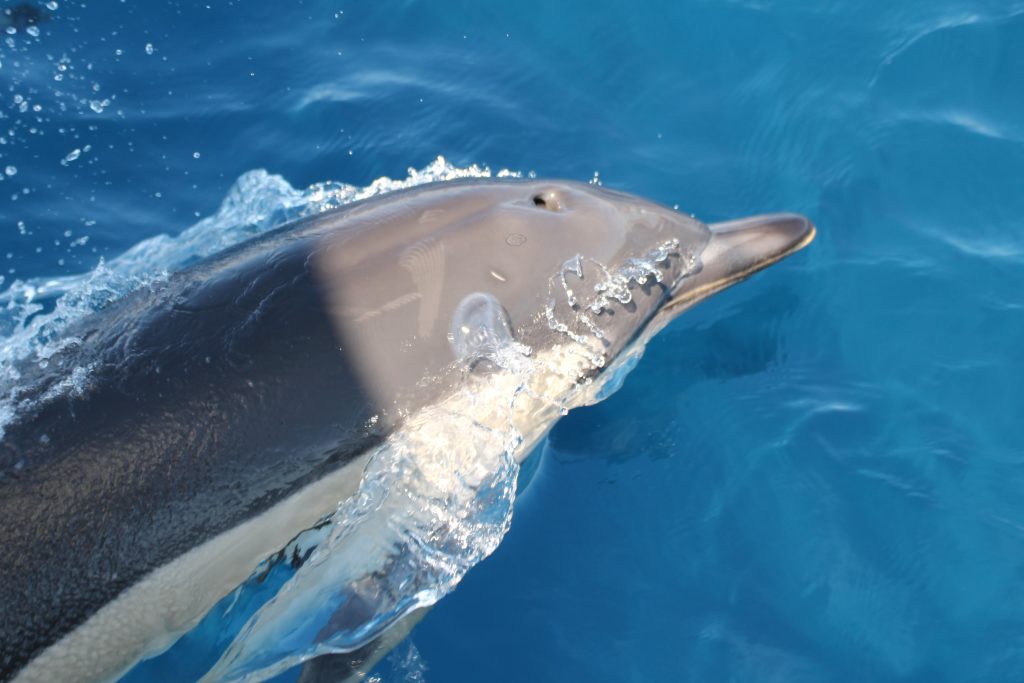 Delfiner i følge til Arrecife