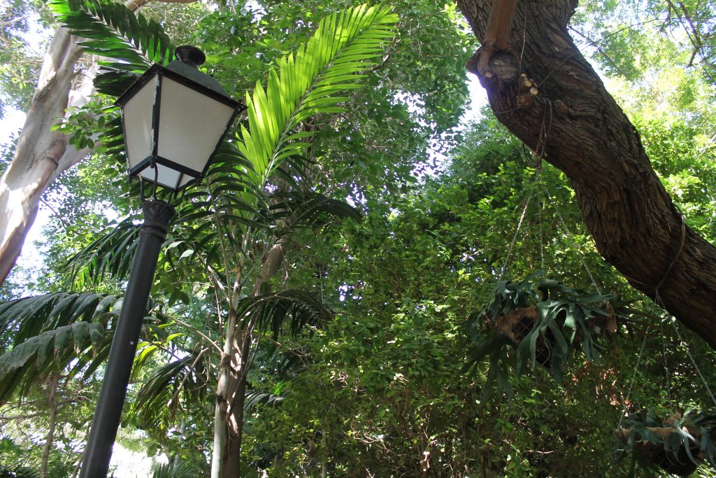 Botanisk Have i Agaete