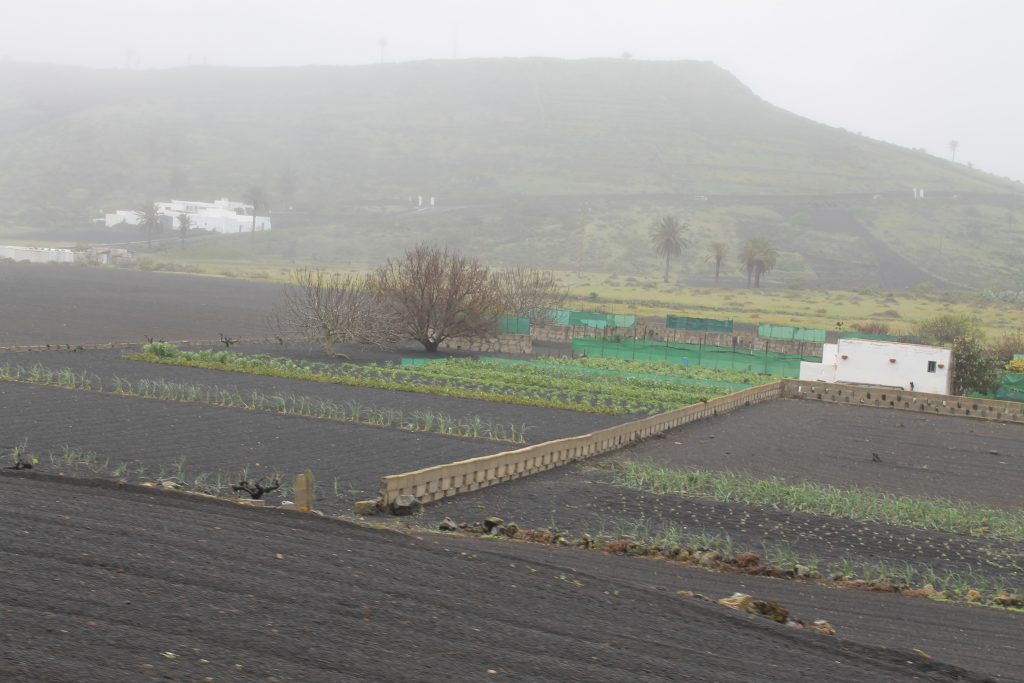 Landbrug på Lanzarote
